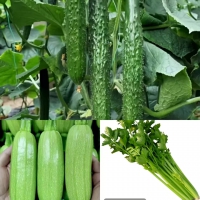 ƹ+«+۲